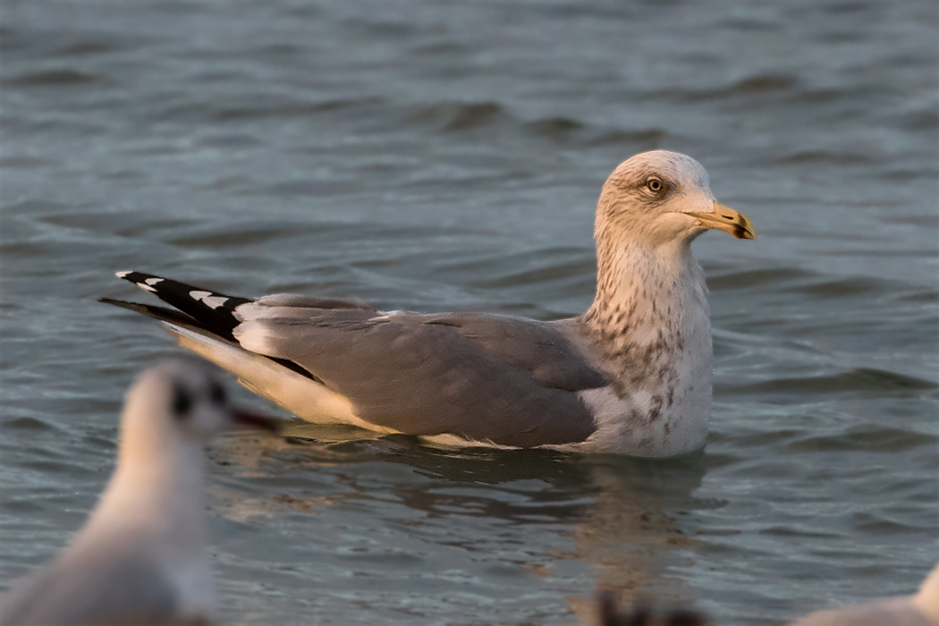 Herring Gull — Ana fotoğraf